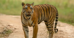 Article on Tigress Zeenat