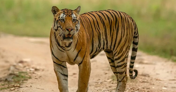 Article on Tigress Zeenat